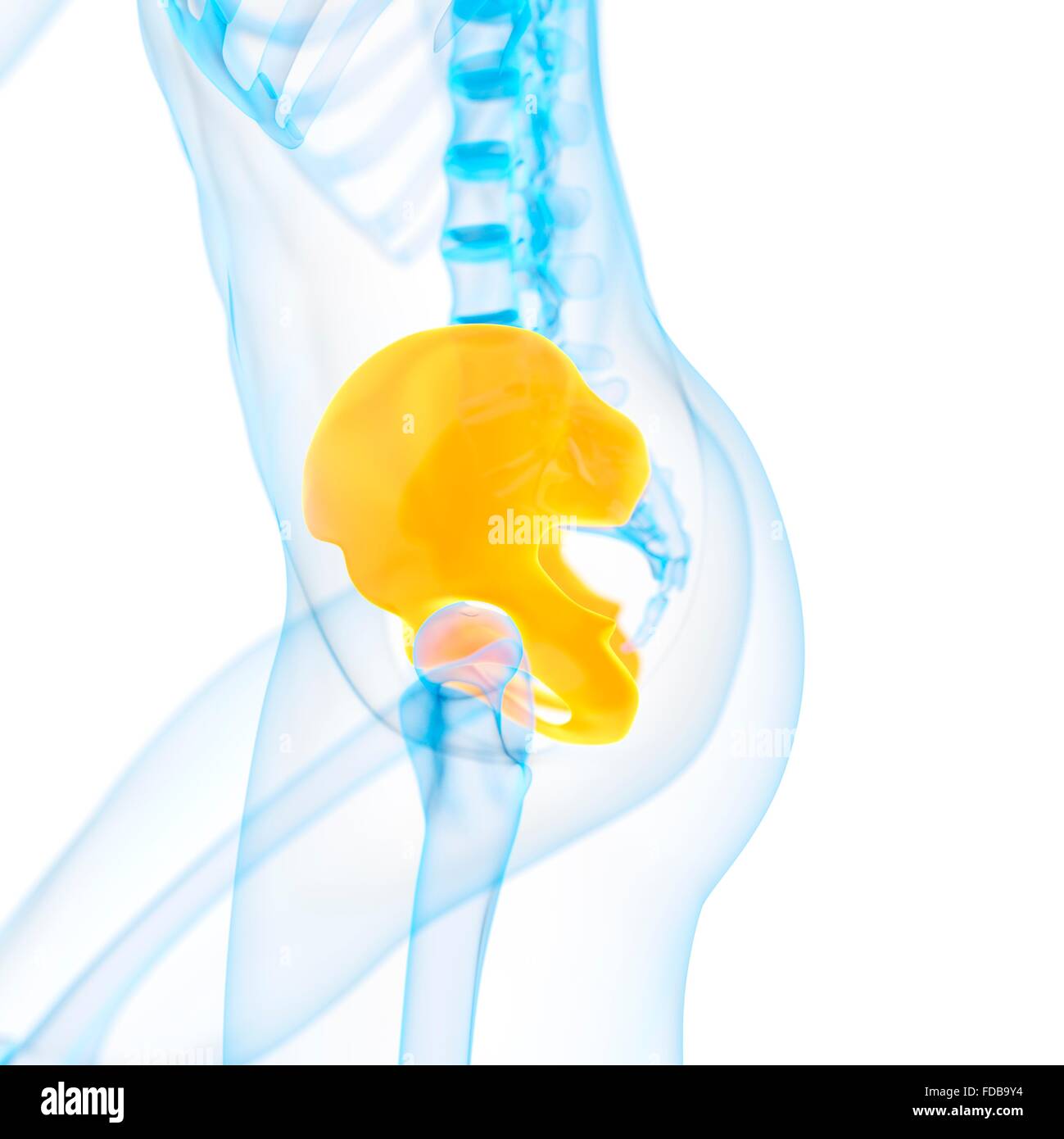 Human Hip Bone Illustration Stock Photo Alamy