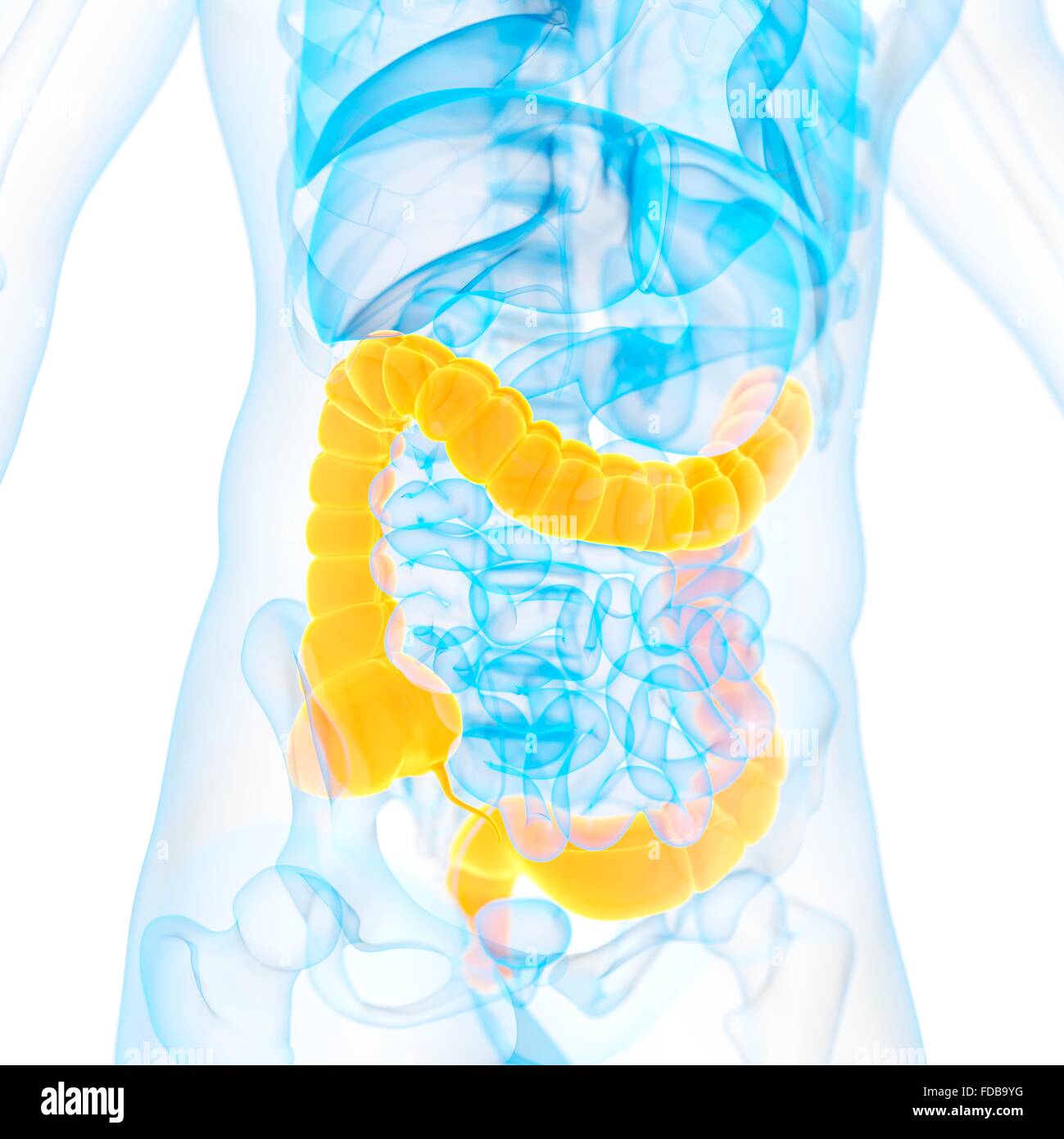 Human large intestine, illustration Stock Photo - Alamy