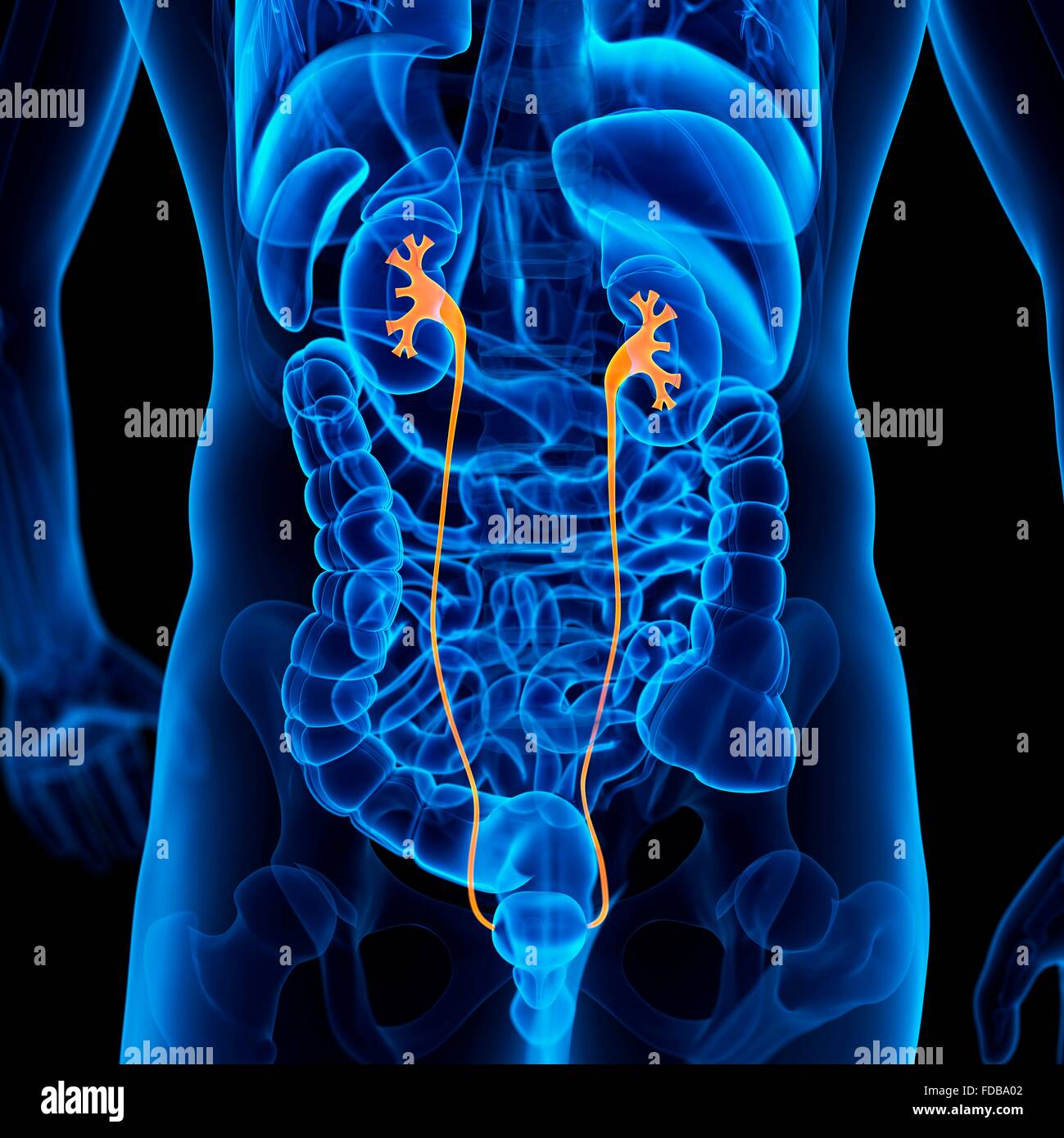 Human ureter, illustration. Stock Photo
