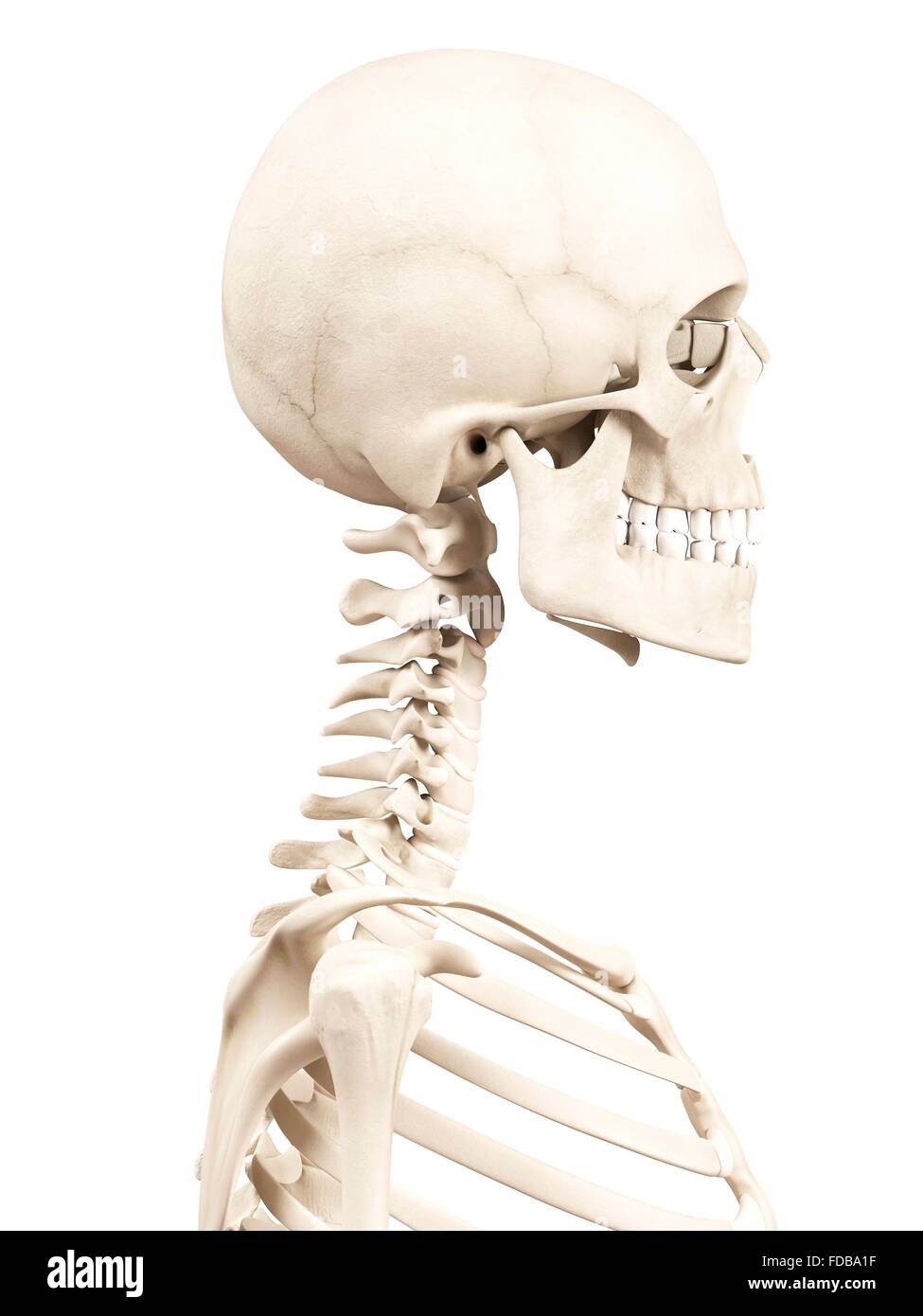 Skull human side view white background hi-res stock photography and ...