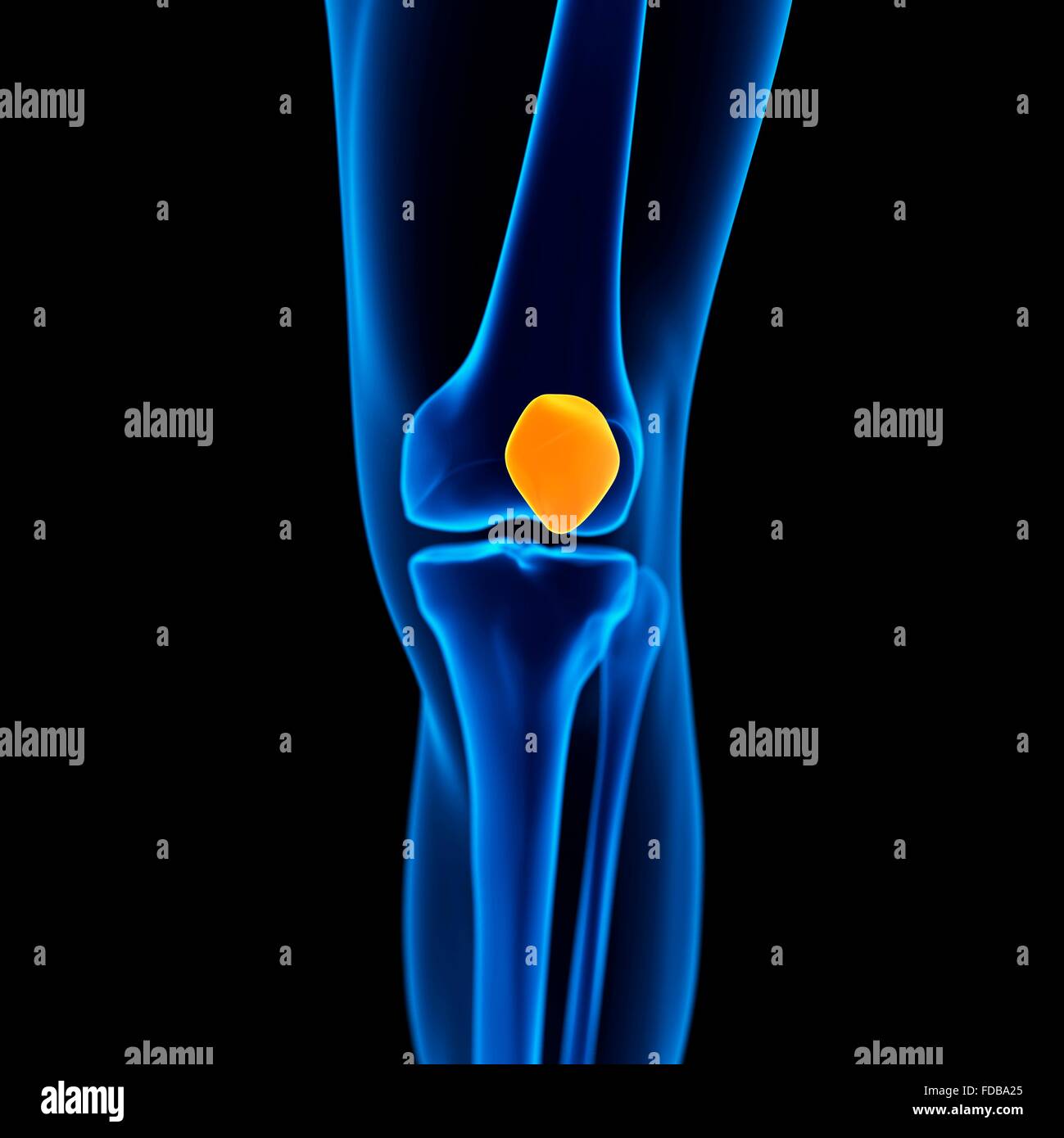 Human knee cap hires stock photography and images Alamy