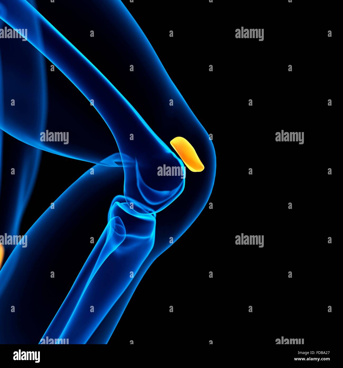 Human knee cap hires stock photography and images Alamy