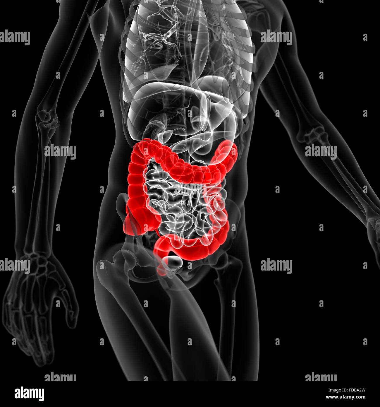 Human Large Intetsine Human large intestine, illustration Stock Photo - Alamy