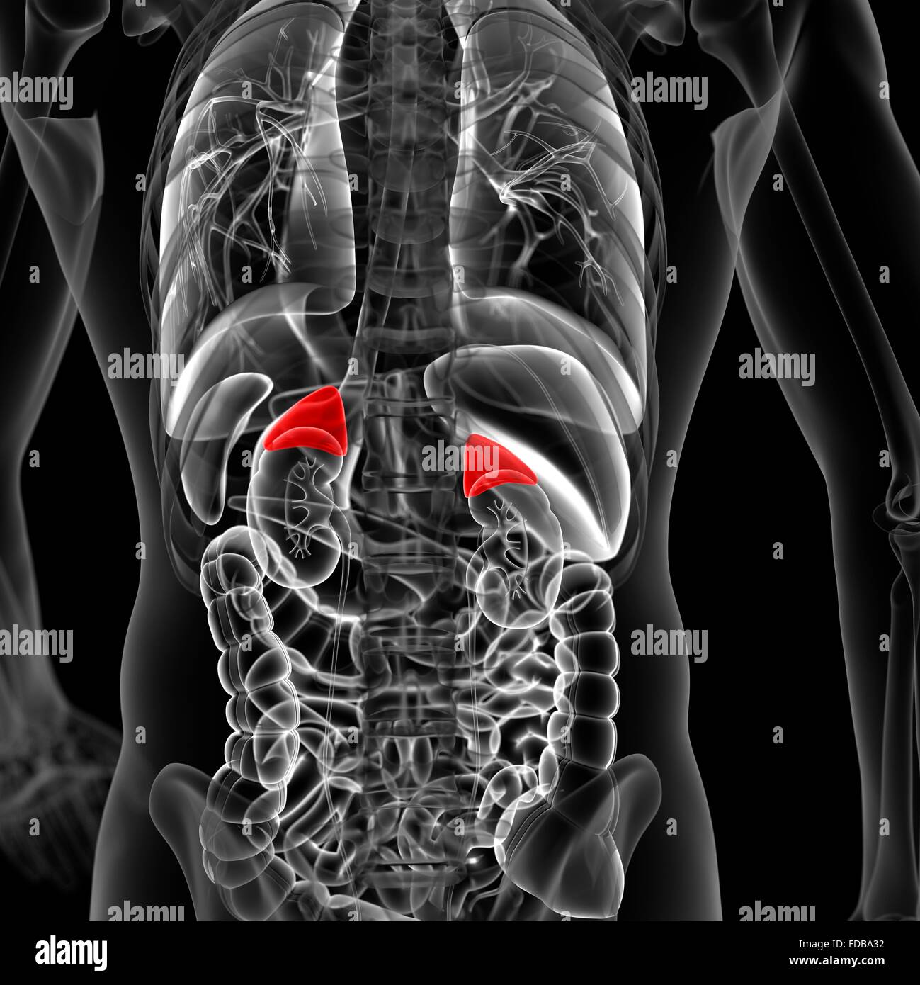 position of adrenal gland in human body