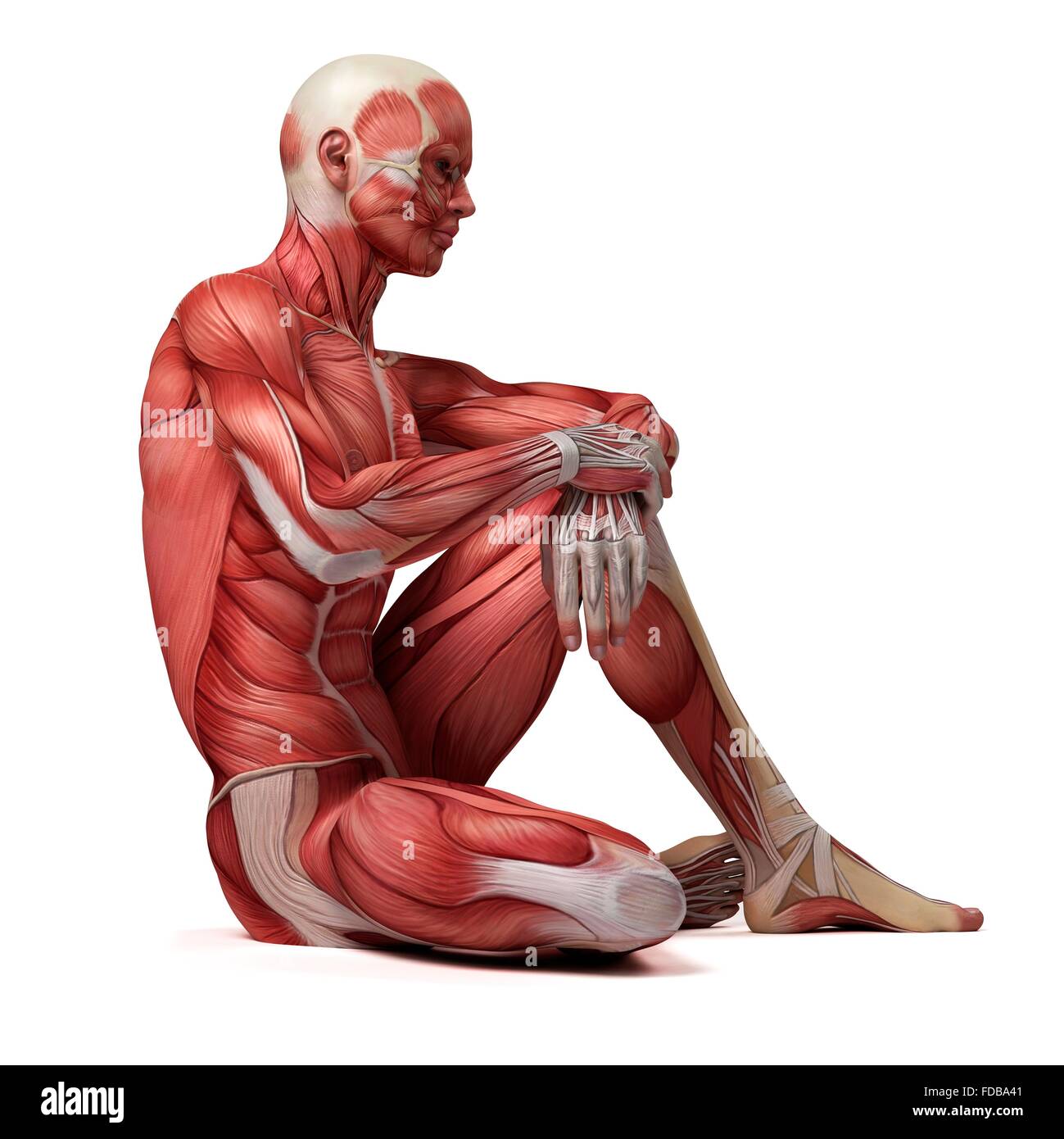 Muscular System Of A Man Sitting On The Floor Illustration Stock Photo Alamy