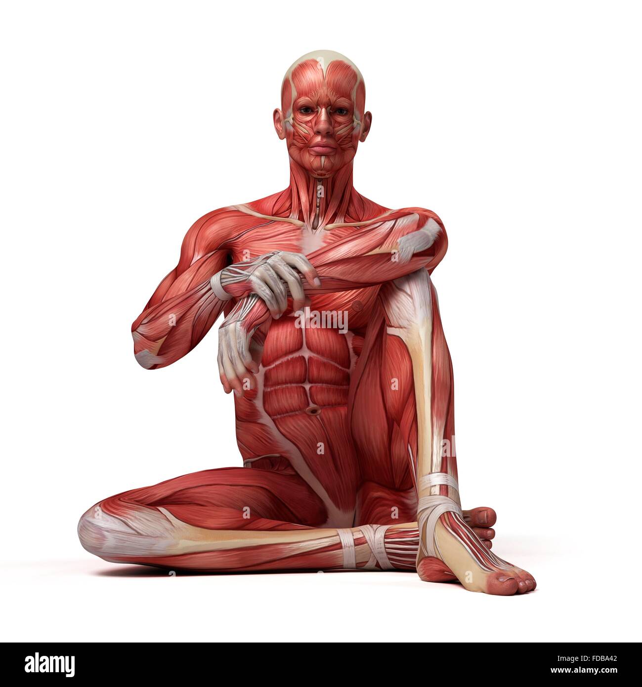 Muscular System Of A Man Sitting On The Floor Illustration Stock Photo Alamy