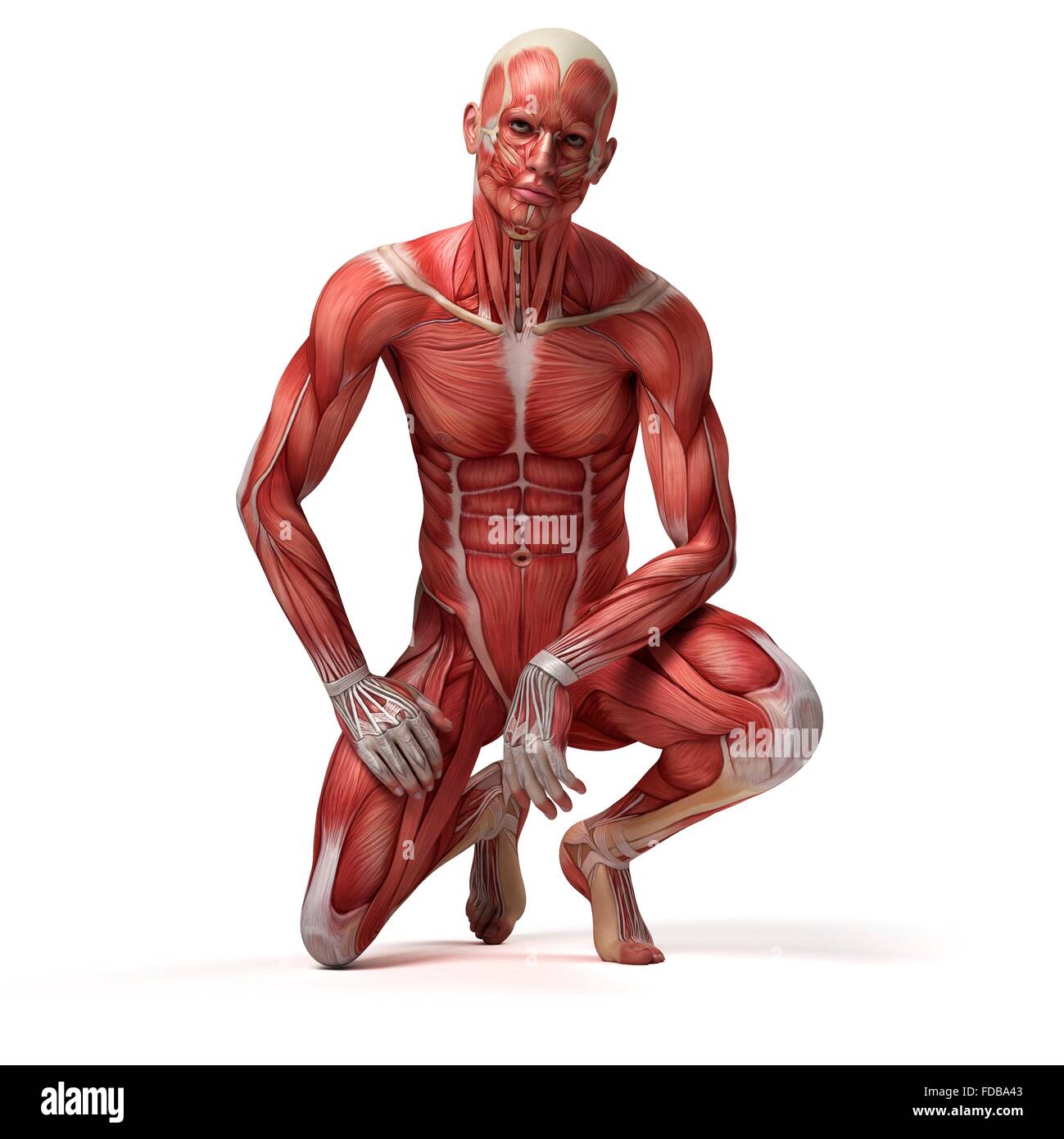 Muscular system of a man crouching, illustration. Stock Photo