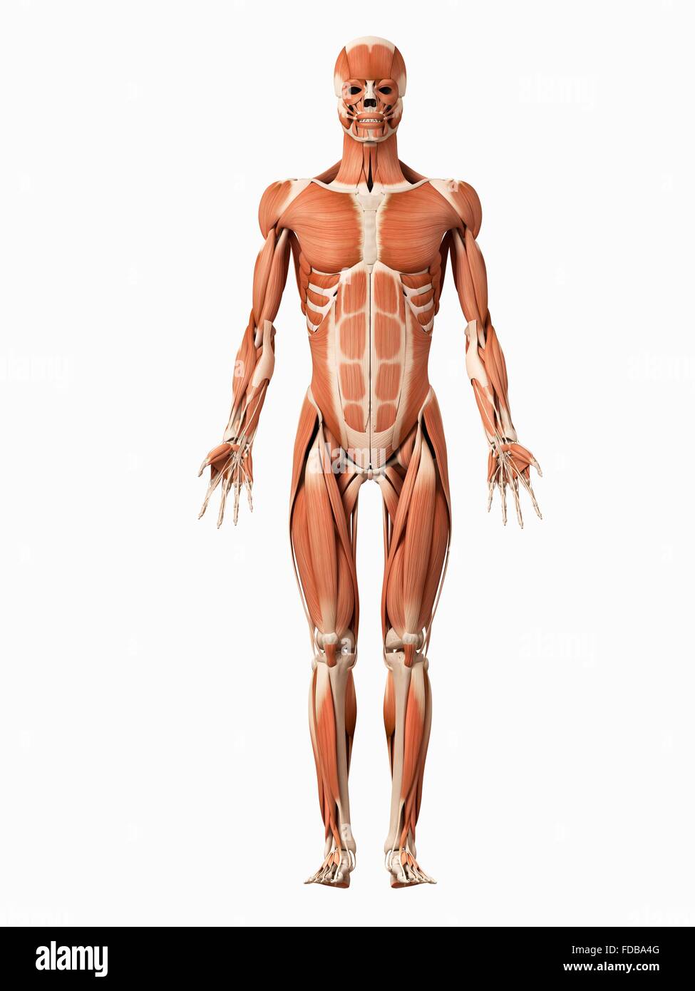 Anatomy male muscular front view hi-res stock photography and images ...