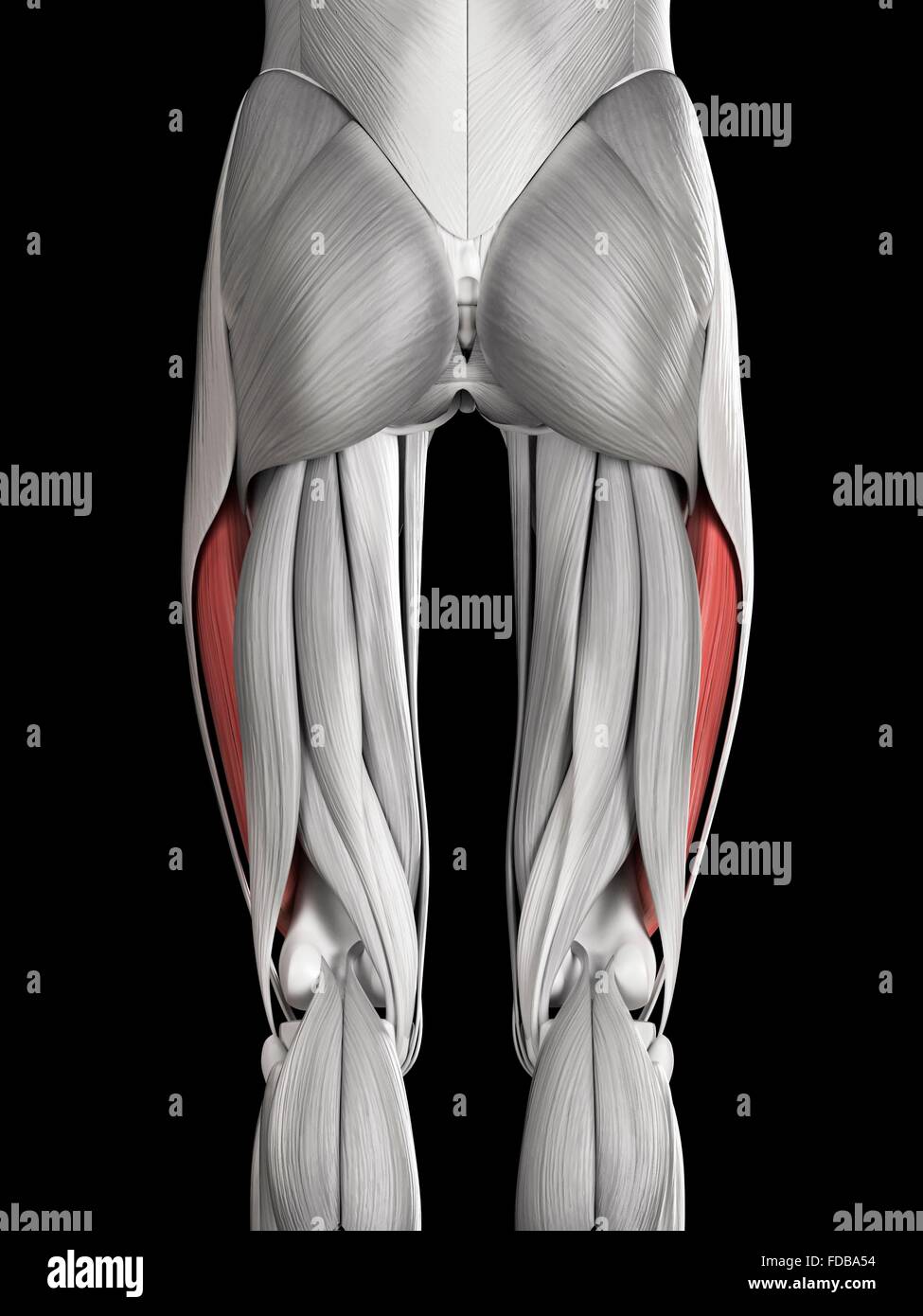 Human leg muscles (vastus lateralis), illustration Stock Photo - Alamy