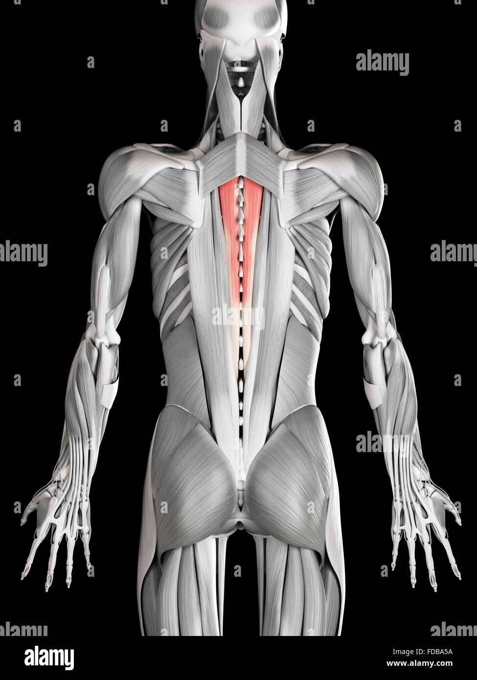 Human back muscles (spinalis thoracis), illustration. Stock Photo