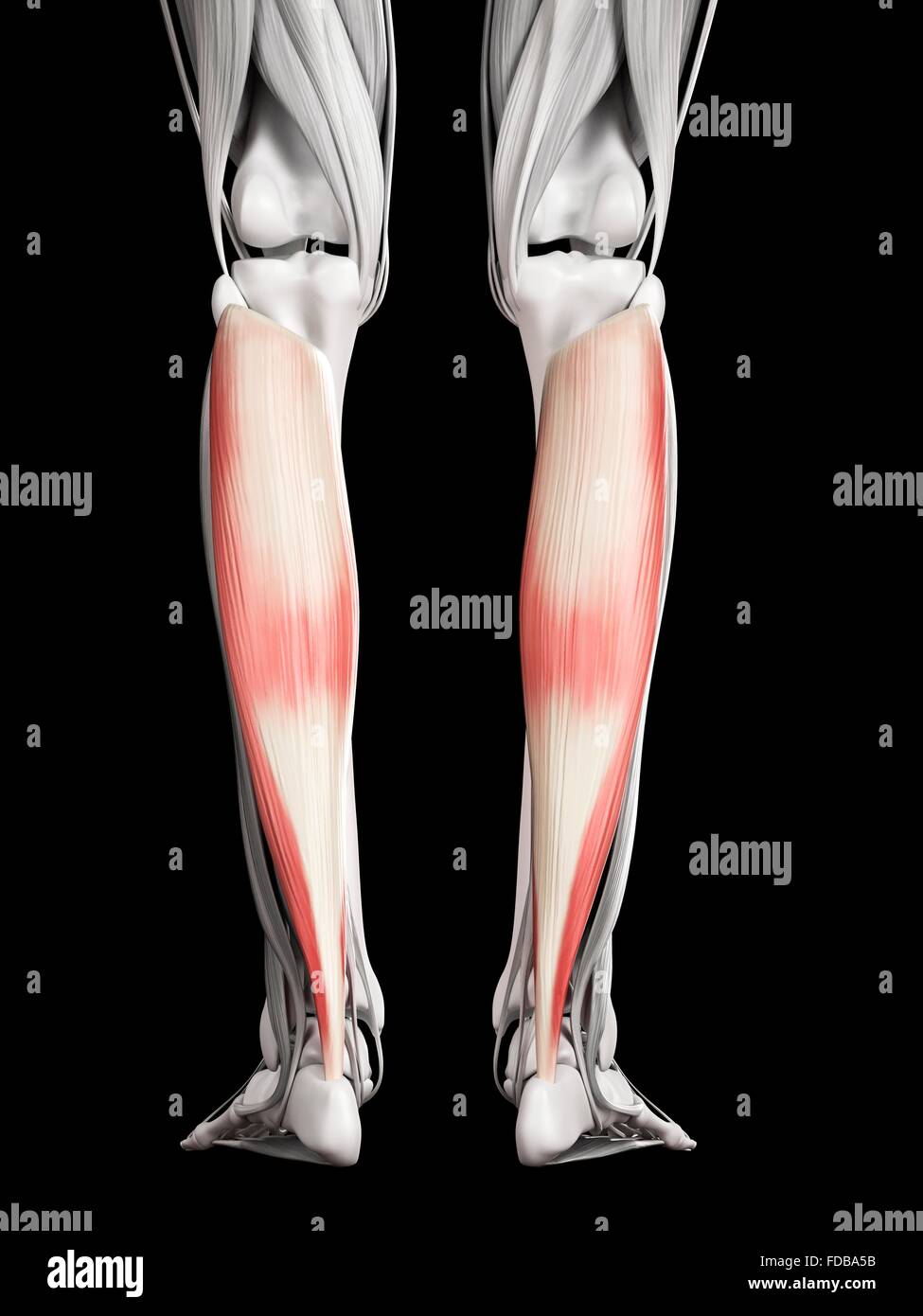 Human leg muscles (soleus), illustration Stock Photo - Alamy