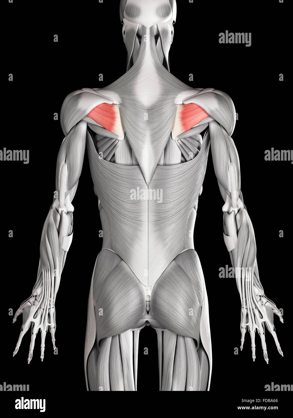 Human back muscles (infraspinatus), illustration Stock Photo Alamy