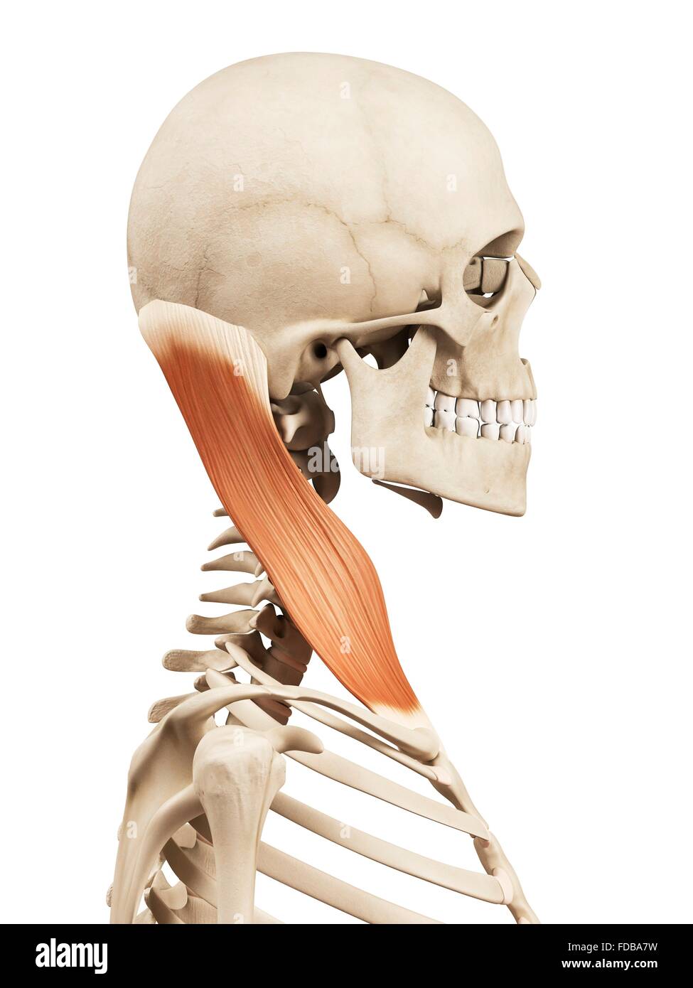 Human neck muscles (sternocleidomastoid), illustration Stock Photo - Alamy