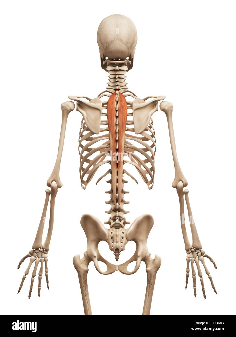 Human back muscles (spinalis thoracis), illustration. Stock Photo