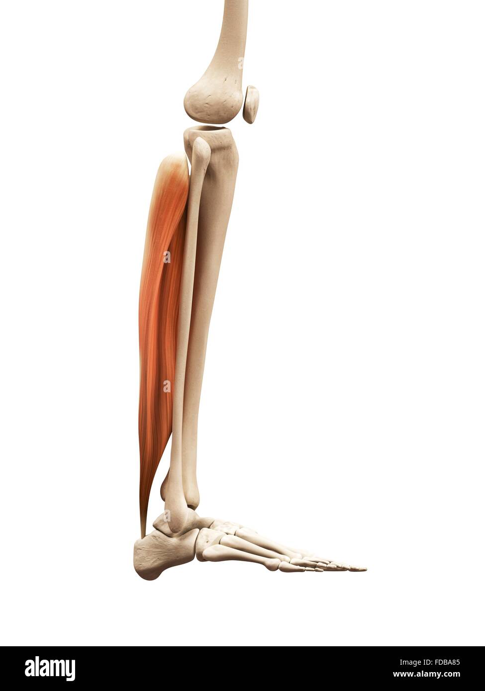 Human lower leg muscles (soleus), illustration Stock Photo - Alamy