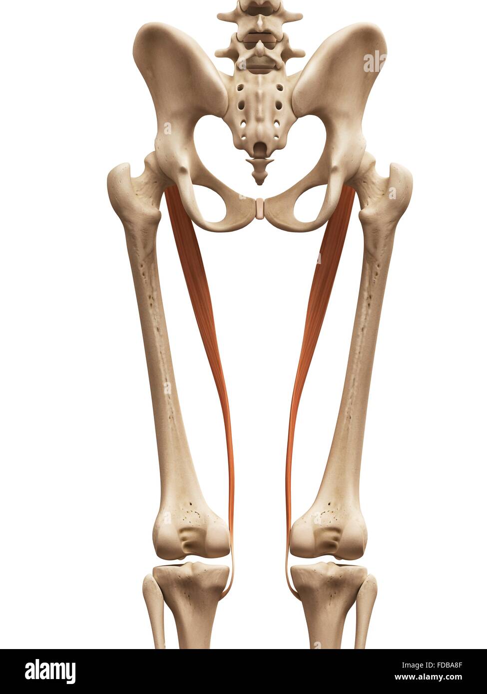 Human leg muscles (sartorius), illustration Stock Photo Alamy