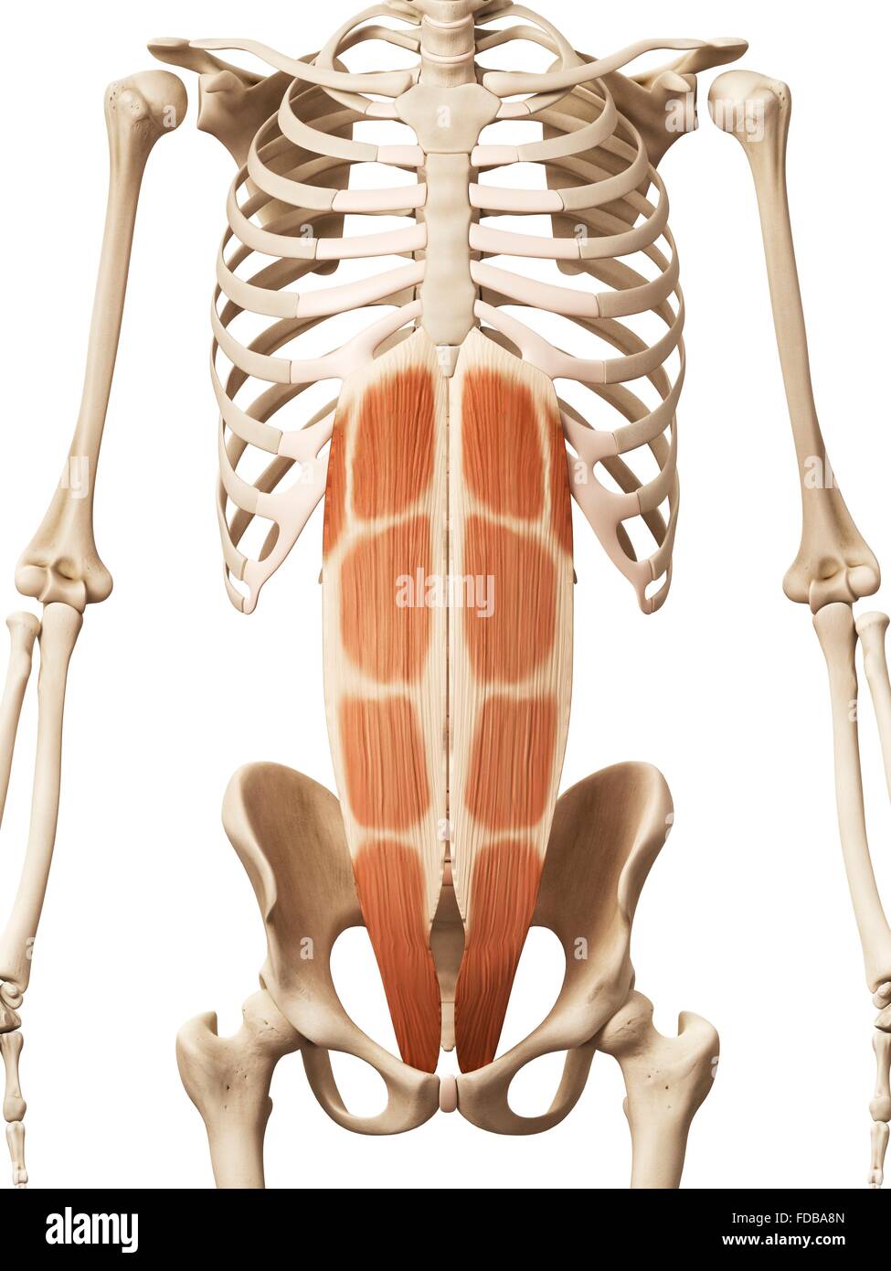 Human abdominal muscles (rectus abdominis), illustration. Stock Photo