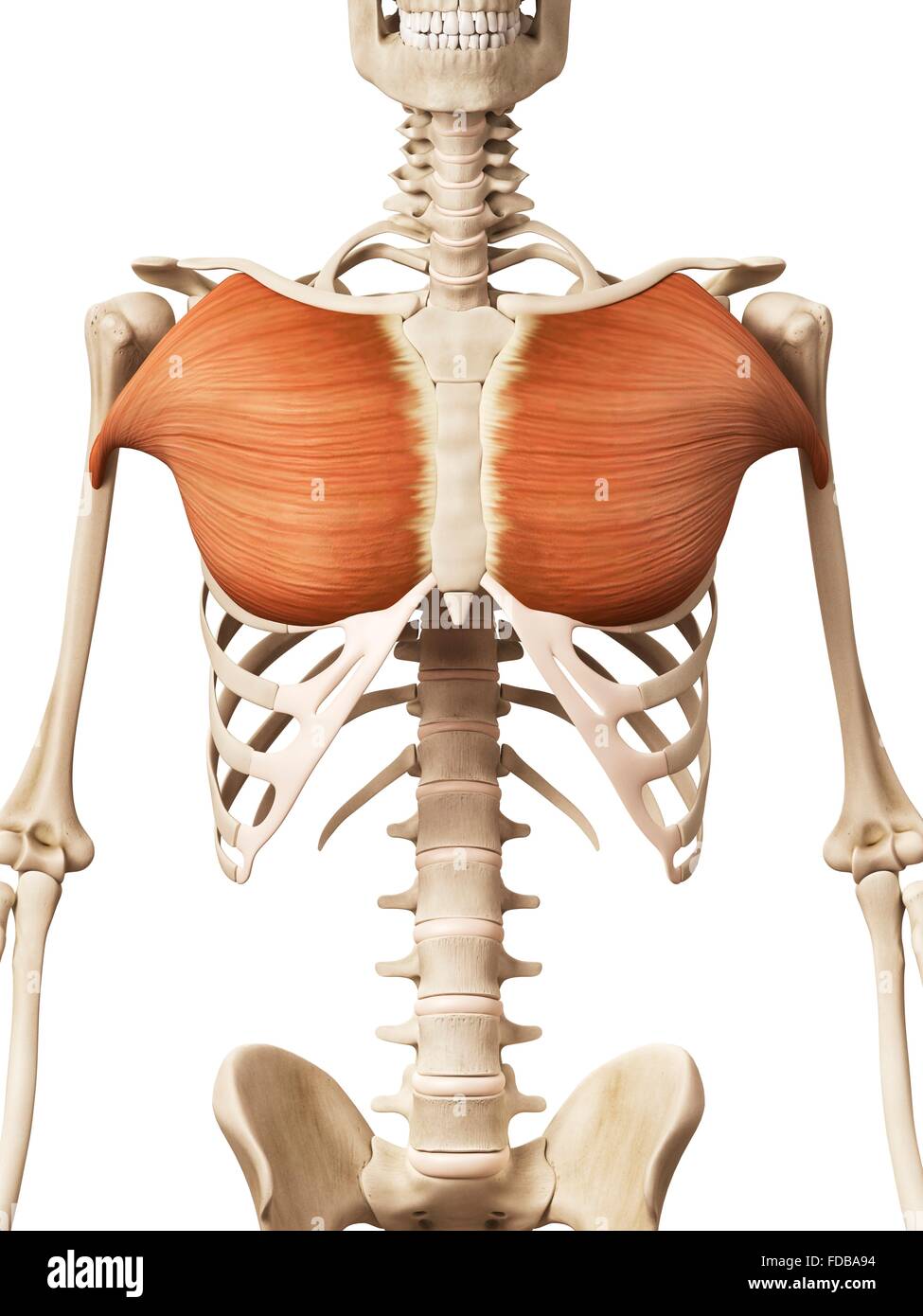 Human Chest Muscles Pectoralis Major Illustration Stock Photo Alamy