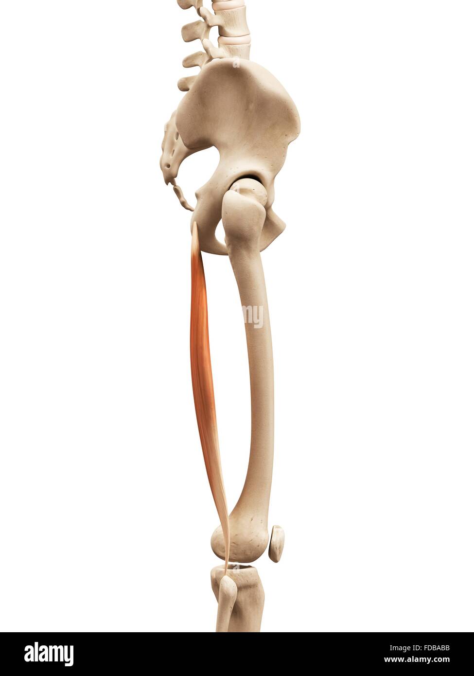  Human thigh muscle, illustration Stock Photo - Alamy