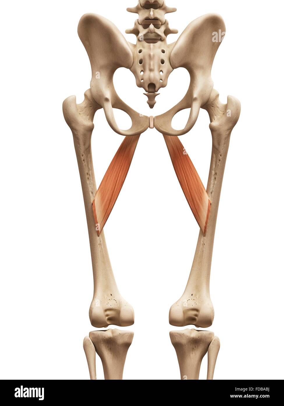 Abductor Stock Photos & Abductor Stock Images - Alamy