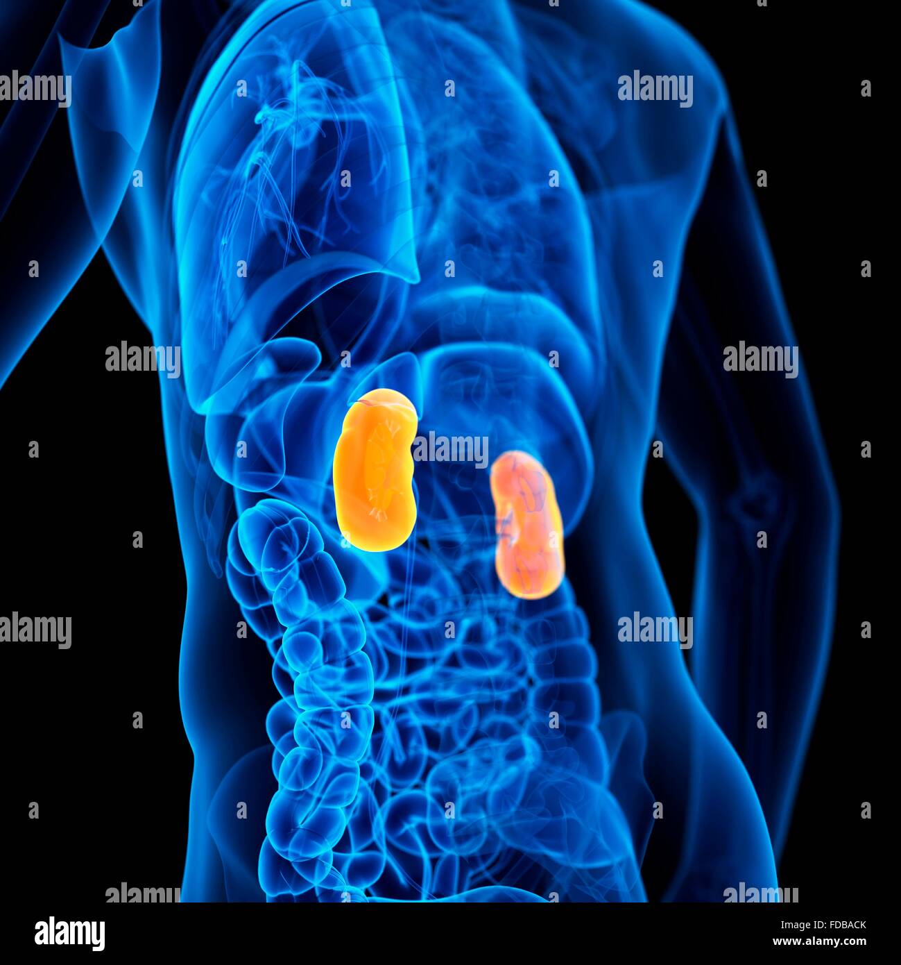Human kidneys, illustration Stock Photo - Alamy