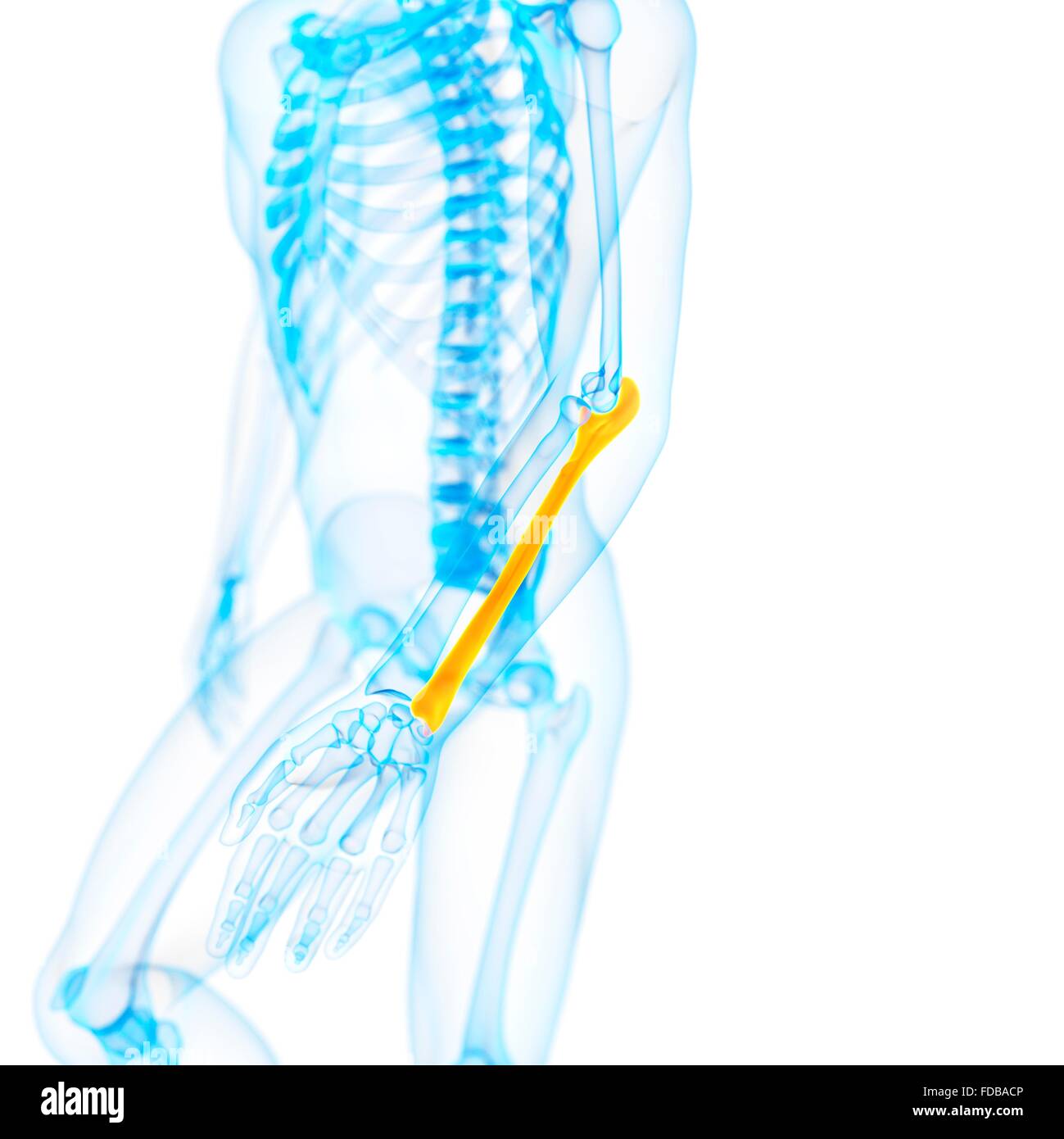 Human ulna (arm) bone, illustration. Stock Photo