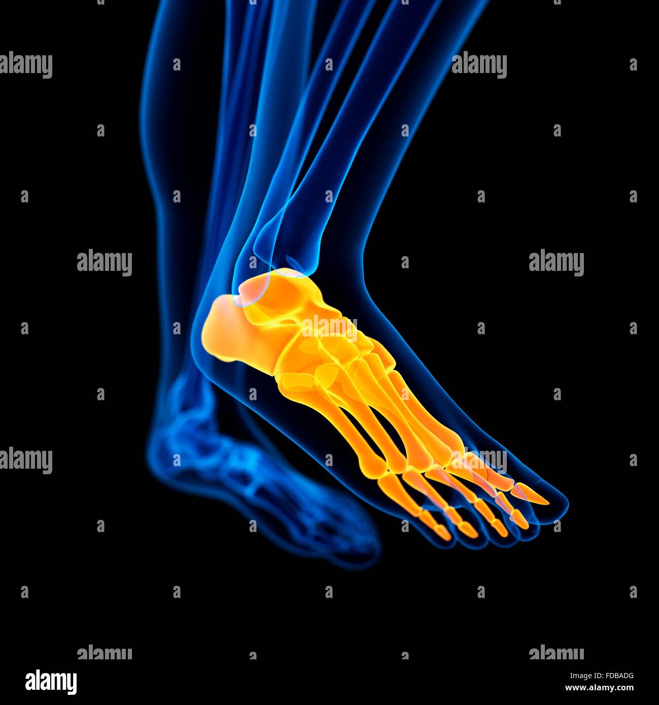 Human foot bones, illustration. Stock Photo