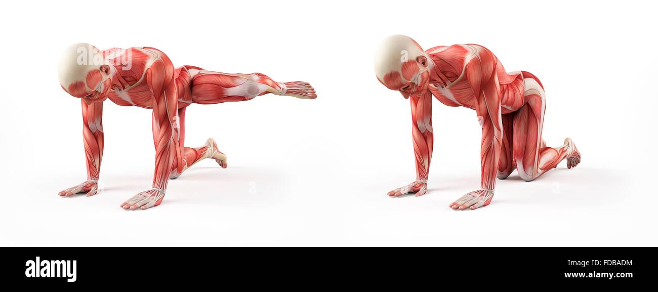Muscle System Excercise Muscular system of a person exercising, illustration Stock Photo - Alamy