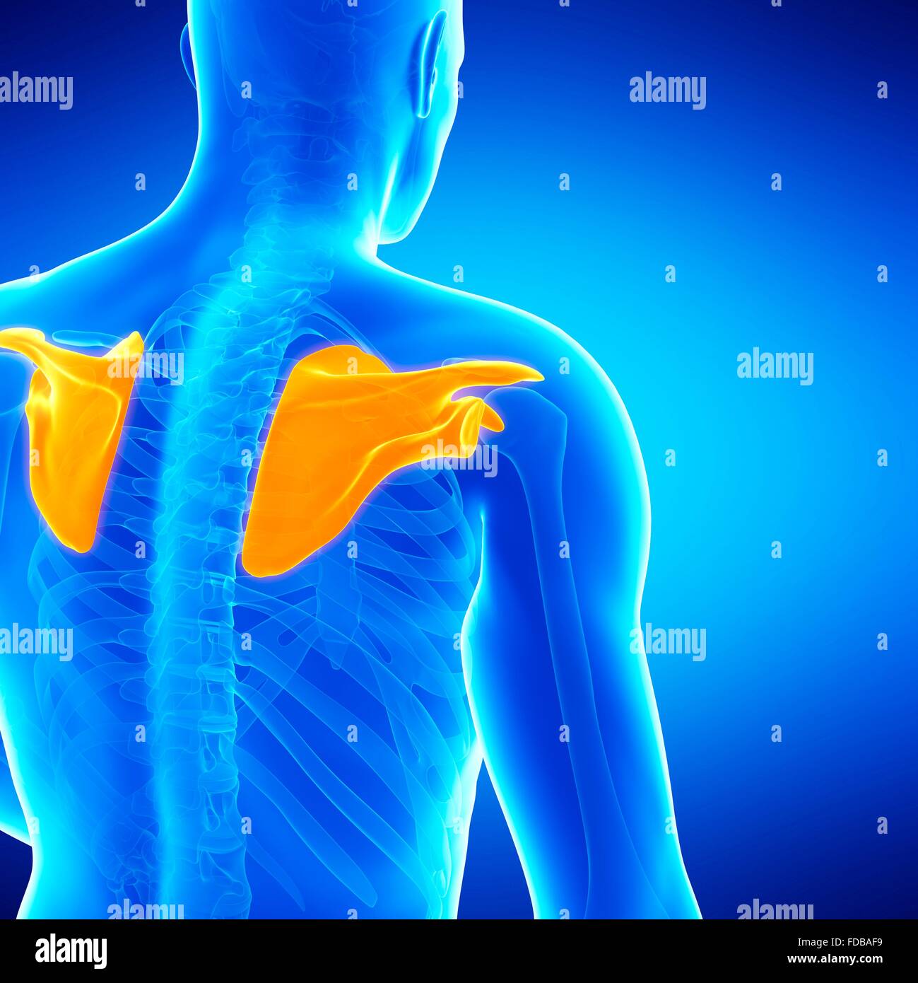 Human shoulder blades, illustration Stock Photo Biology Diagrams