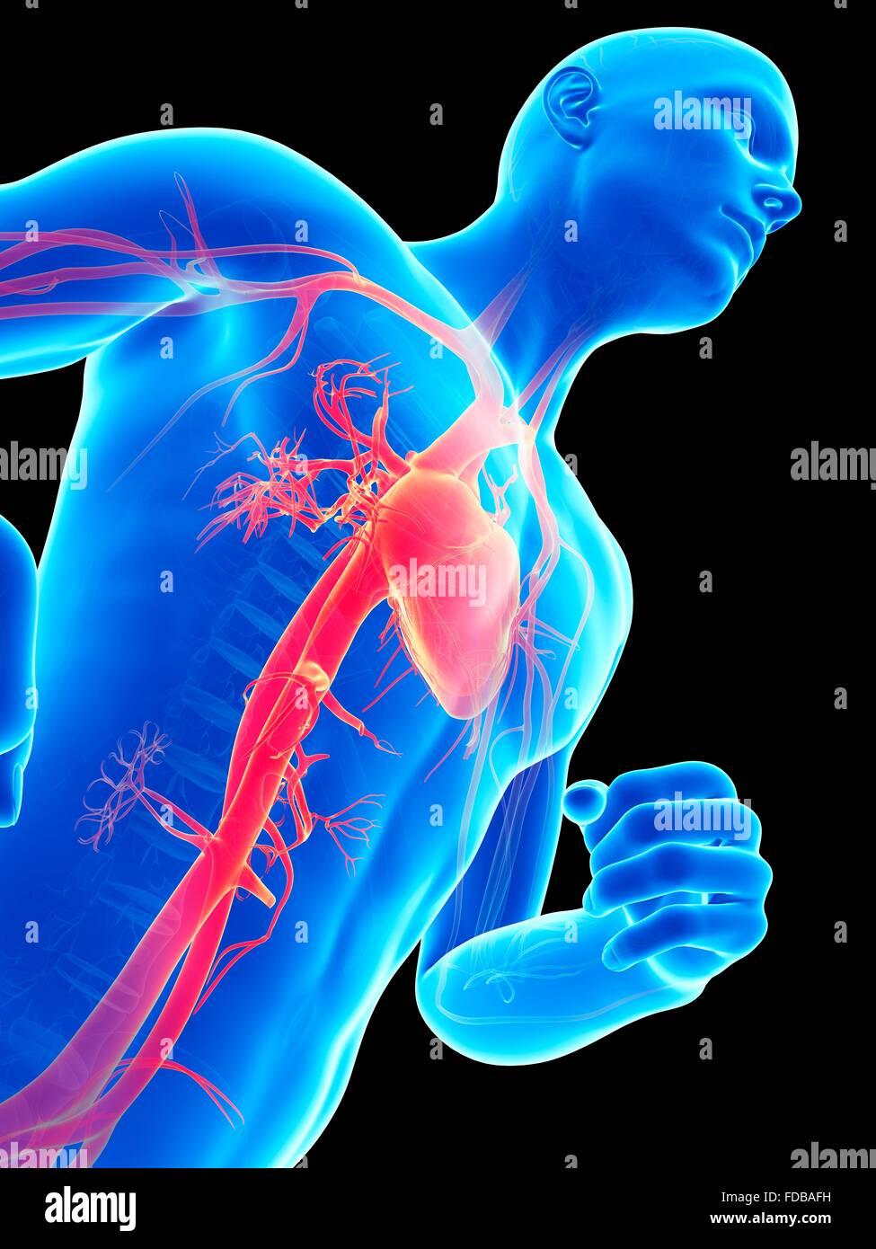 Heart illustration hi-res stock photography and images - Alamy