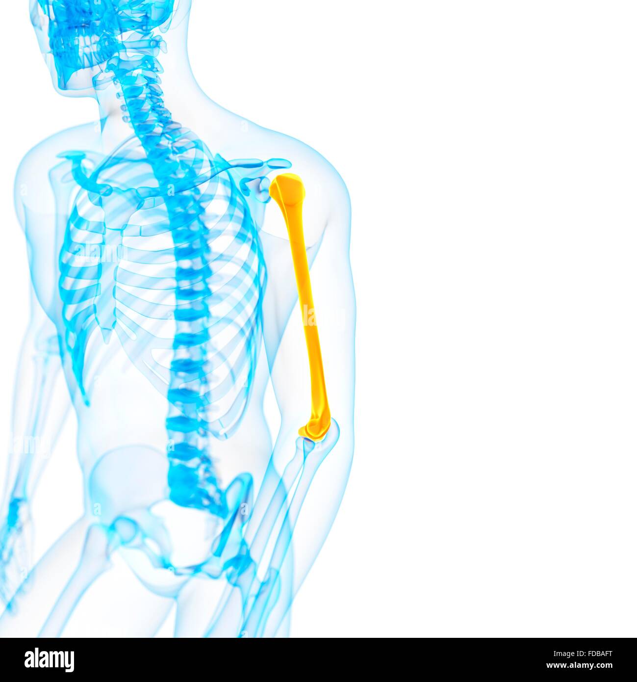 Human upper arm bone (humerus), illustration Stock Photo Alamy