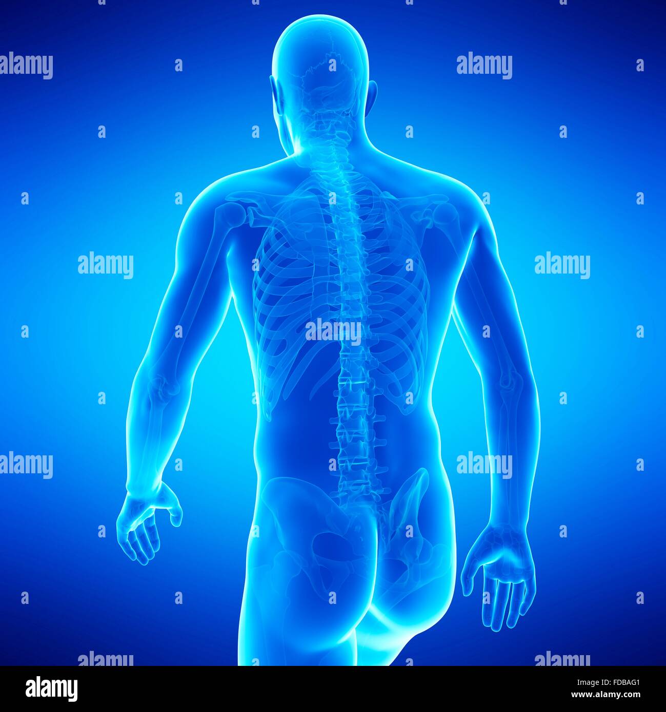 Human anatomy, illustration Stock Photo - Alamy