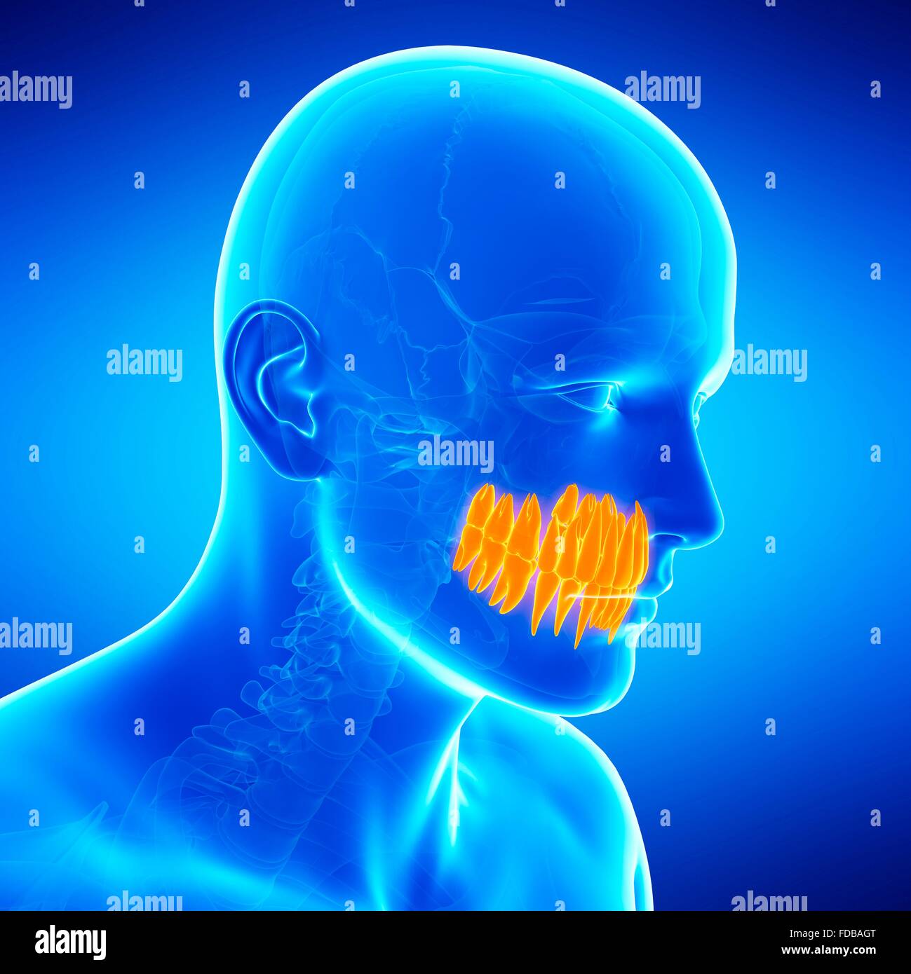 Human Teeth And 3d High Resolution Stock Photography and Images - Alamy