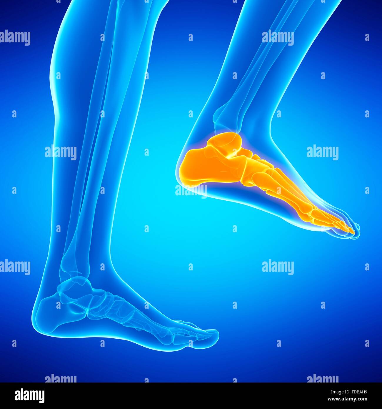 Human foot bones, illustration. Stock Photo