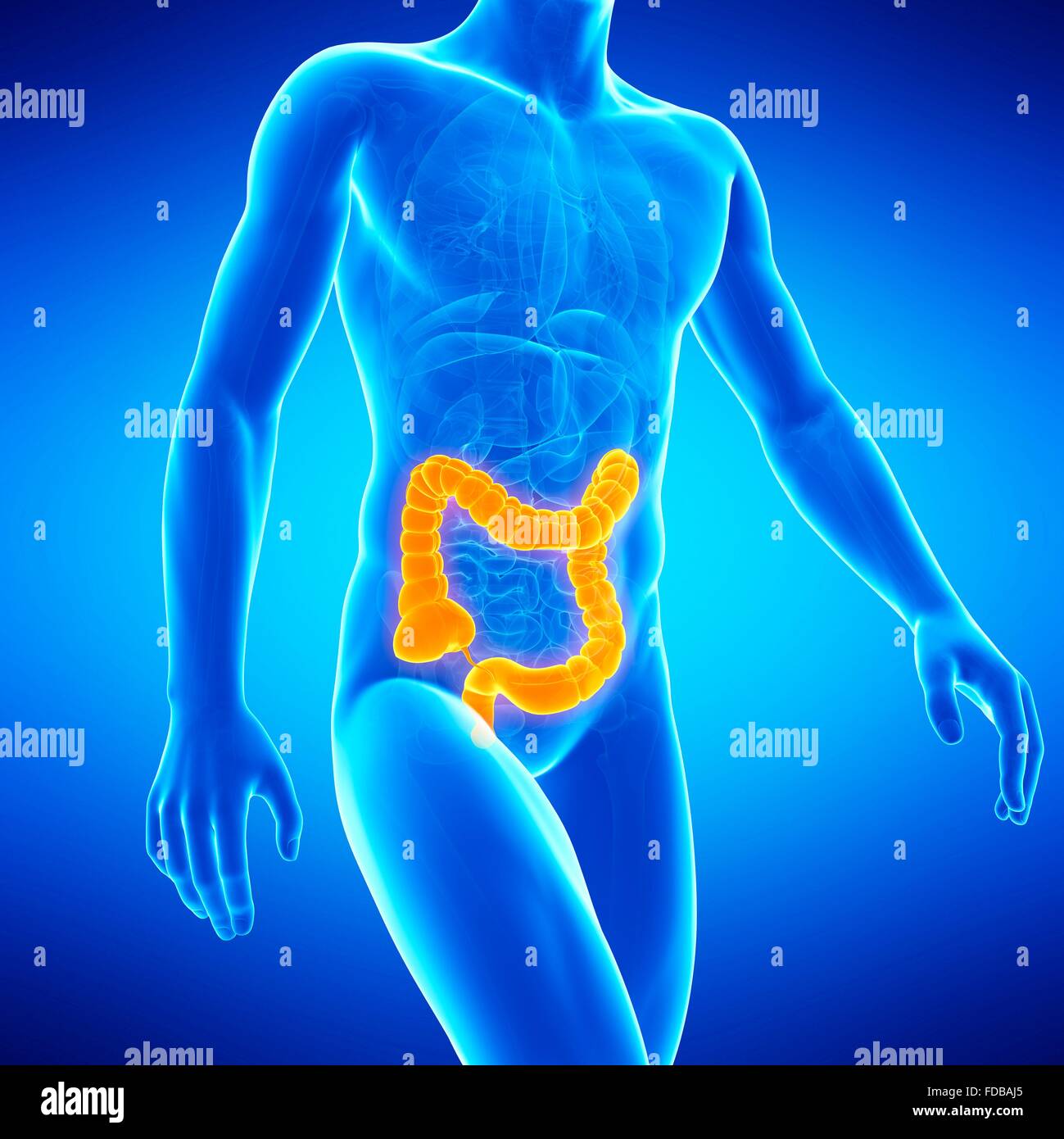 Human Large Intetsine Human large intestine, illustration Stock Photo - Alamy