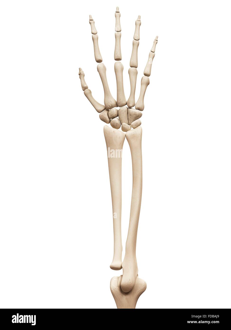 real skeleton hand and arm