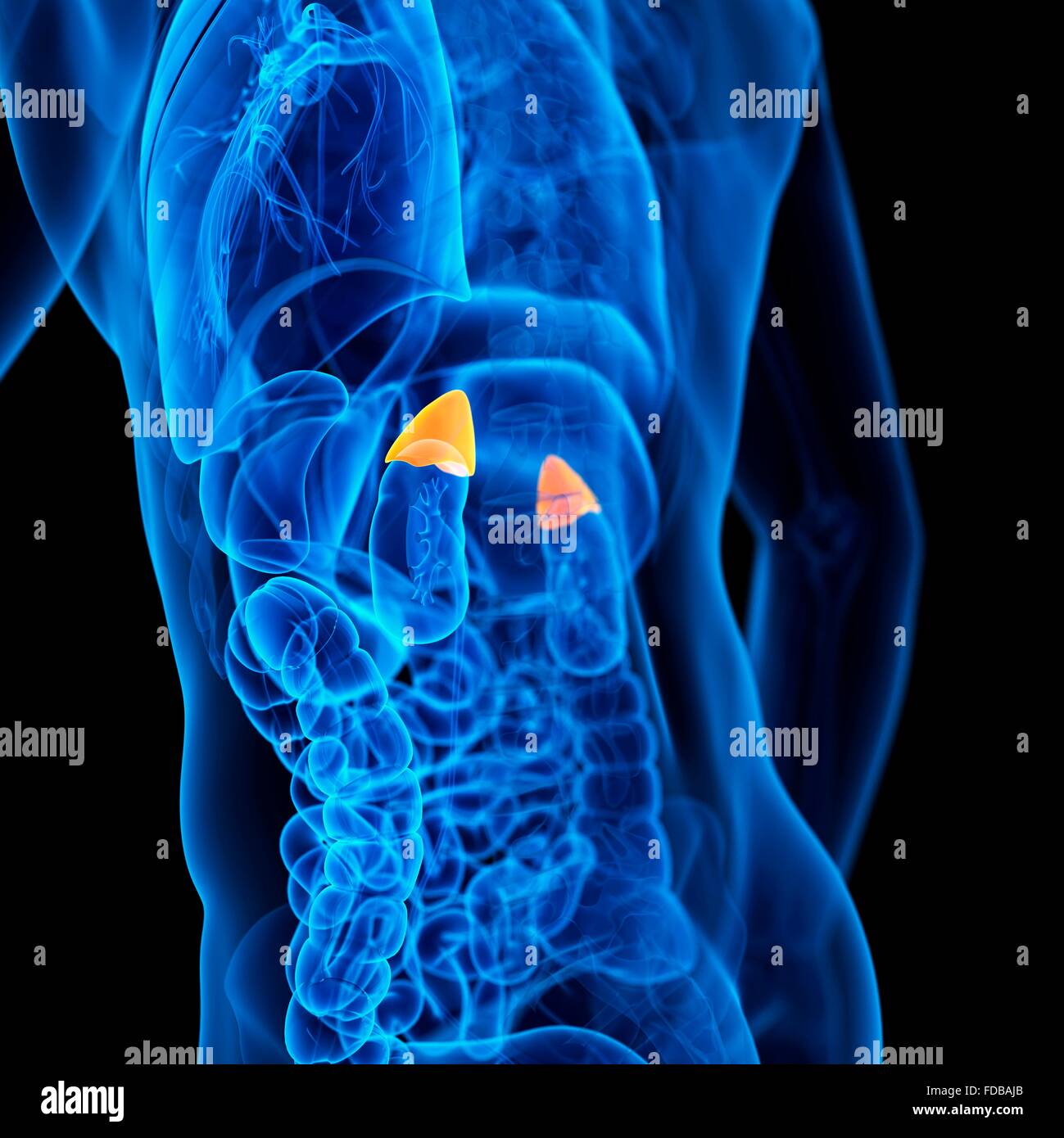 Human Adrenal Glands High Resolution Stock Photography and Images Alamy
