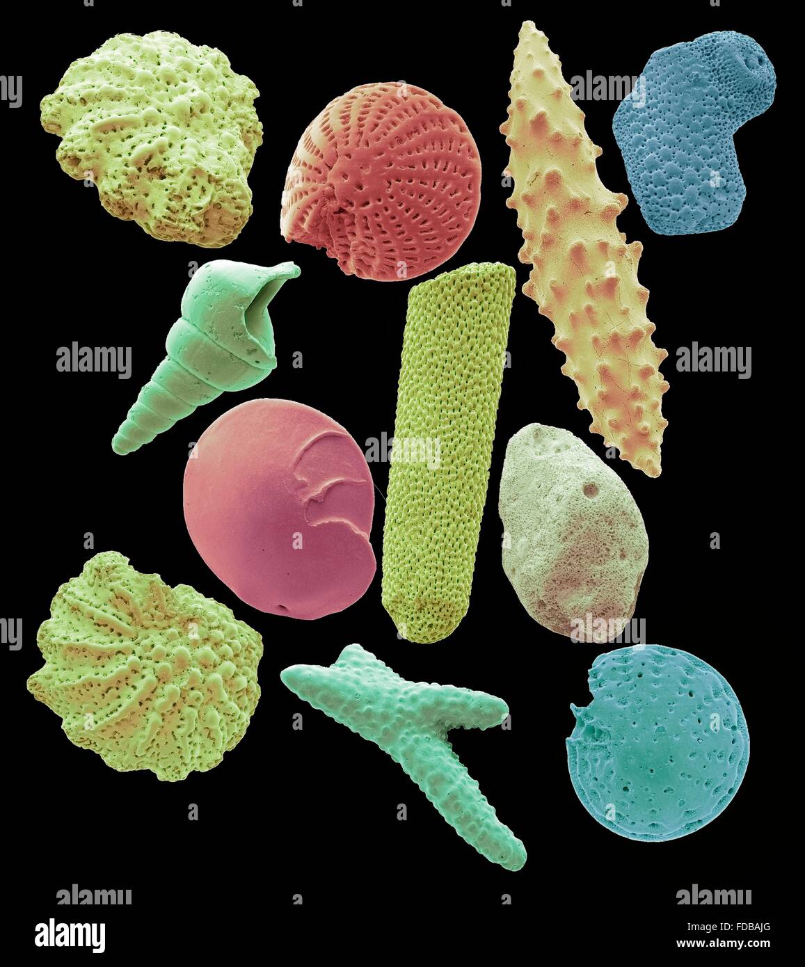 Sand microfossils. Coloured scanning electron micrograph (SEM) of microfossils from maldives beach sand. Microfossils are roughly 0.05 to 2mm in size. These are the remains of complete organisms, the common ones are foraminifera, ostracods and sponge spicules. Magnification: x 40 when printed at 10 centimetres wide. Stock Photo