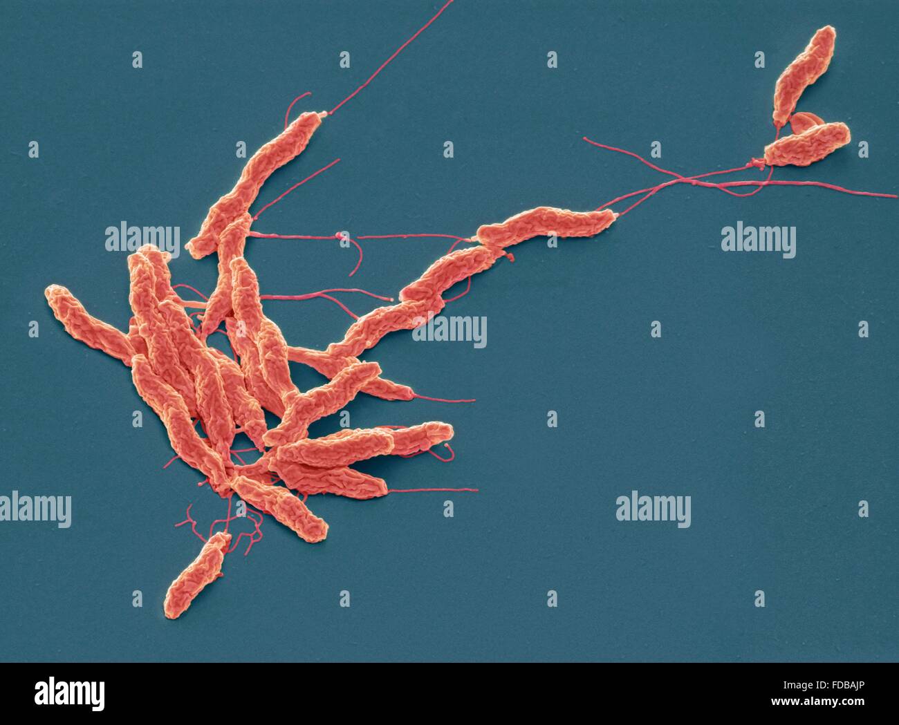 Campylobacter coli hires stock photography and images Alamy