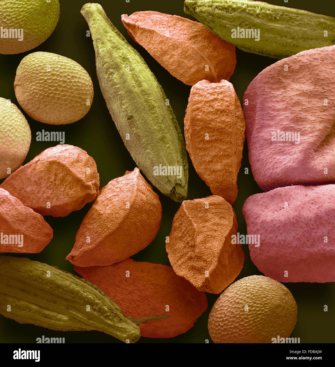 Panch phoran. Coloured scanning electron micrograph (SEM) of panch phoran  or indian five spice. It is a spice blend commonly used in Eastern India  and Bangladesh and consists of the following seeds: