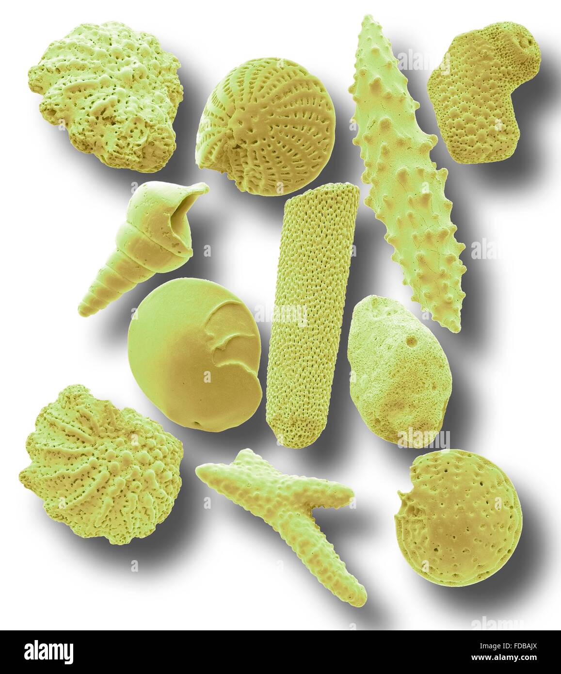 Sand microfossils. Coloured scanning electron micrograph (SEM) of microfossils from maldives beach sand. Microfossils are roughly 0.05 to 2mm in size. These are the remains of complete organisms, the common ones are foraminifera, ostracods and sponge spicules. Magnification: x 40 when printed at 10 centimetres wide. Stock Photo