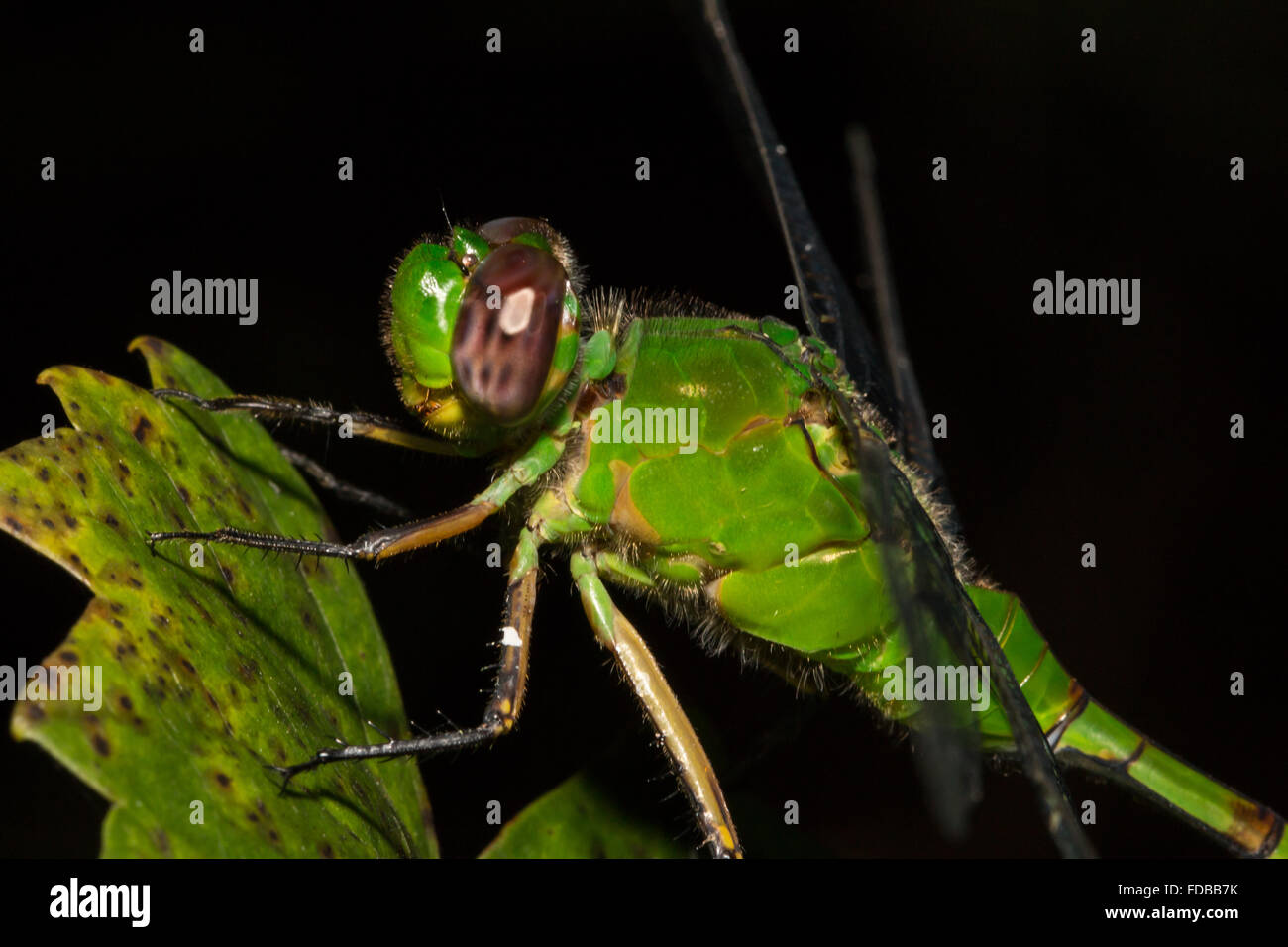 Close up of a bright green dragonfly Stock Photo - Alamy