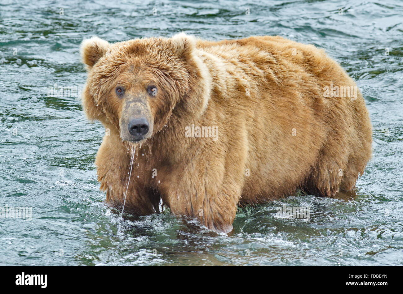 Brown Bear Kodiak Or Grizzly Bear In River Fishing For Salmon Ursus Arctos Alaskan Brown Bear Water Running Off Chin Stock Photo Alamy