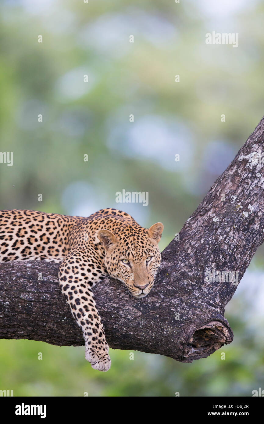 Male Leopard lying on a branch Stock Photo