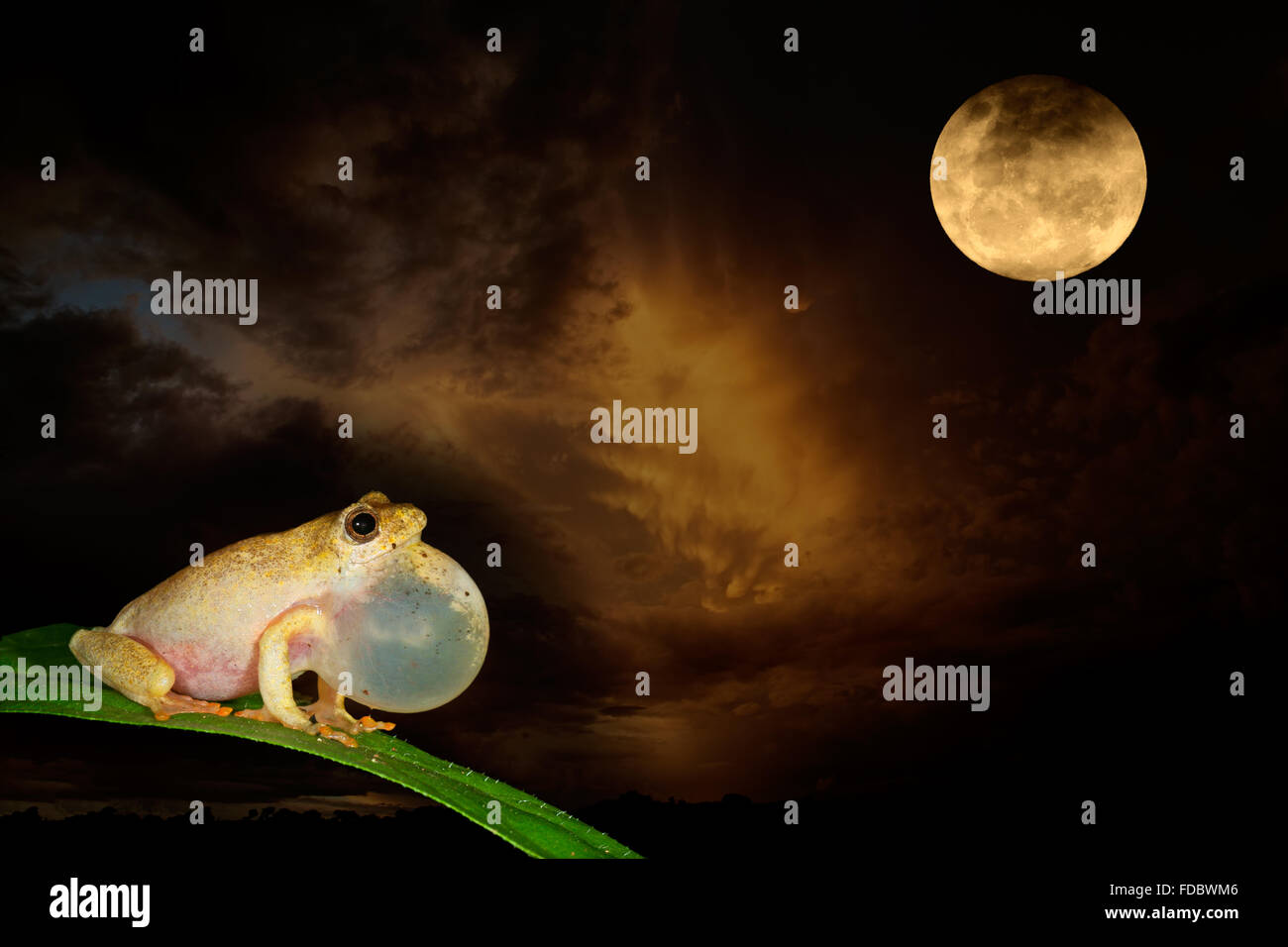 African painted reed frog (Hyperolius marmoratus) calling during a moonlit night Stock Photo