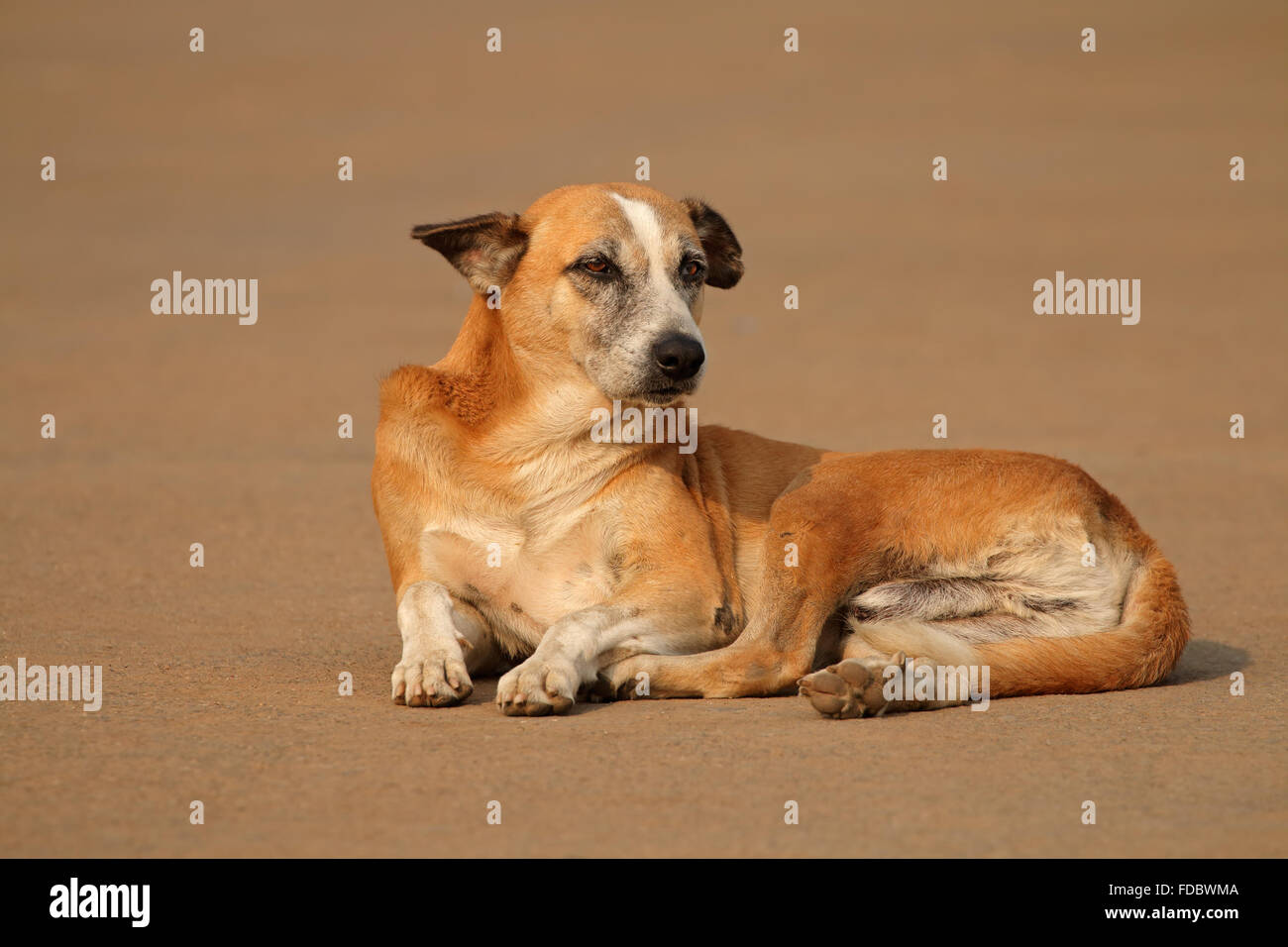 Homeless, stray street dog laying in a street of Delhi, India Stock Photo