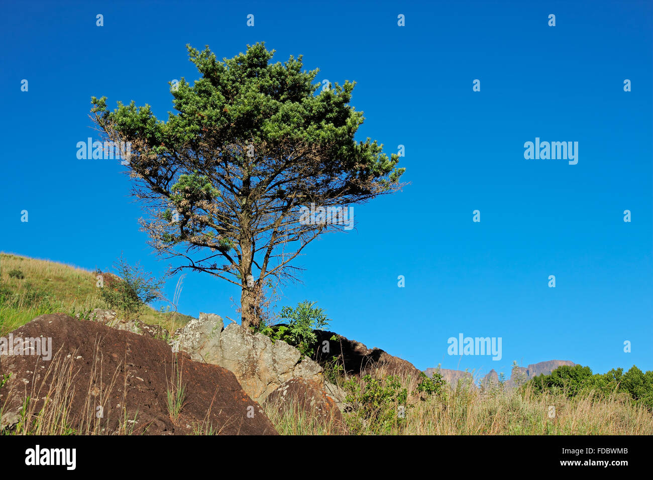 African landscape with a tree on a rocky ridge against a blue sky Stock Photo