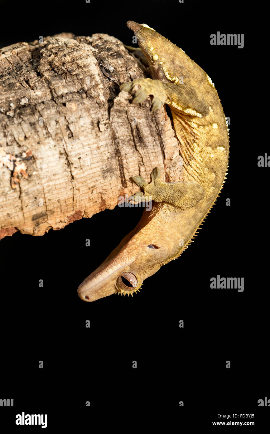 New Caledonian crested gecko, Rhacodactylus ciliatus, hanging upside