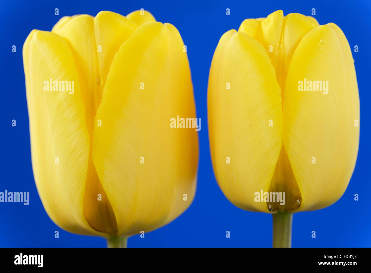 Tulipa  'Golden Apeldoorn'  Tulip  Darwin Hybrid Group  April Stock Photo