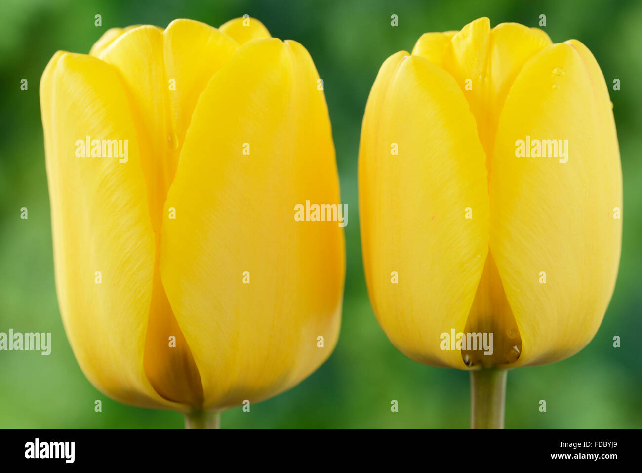Tulipa  'Golden Apeldoorn'  Tulip  Darwin Hybrid Group  April Stock Photo